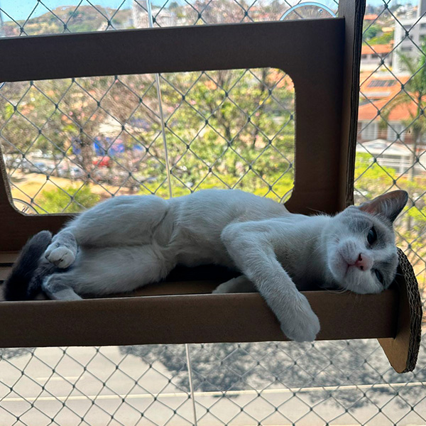 catview04
