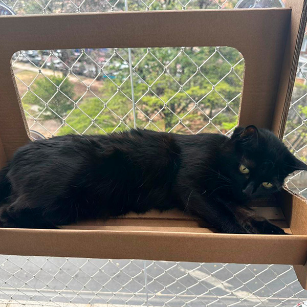 catview05